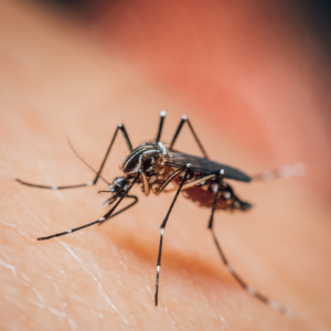 Apa Itu Malaria? Kenali Penyebab, Gejala, dan Cara Mencegahnya